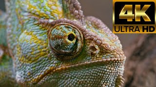 4k Animals in Full HD || 4k Ultra HD Video || 4k Nature Beauty