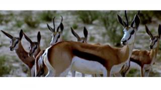 Südafrika: Kalagadi-Transfrontier-Nationalpark Eindrücke National Geographic Fotograf Kim Wolhuter