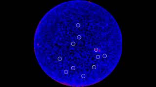 Blazar activity observed by Fermi