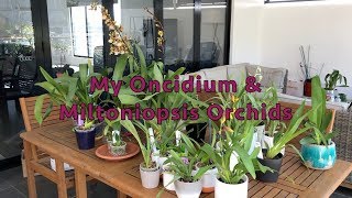 My Oncidiums & Miltoniopsis Orchids + General Culture