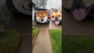 Go for a Ride? - #dog #rain #love #dance #rivalry #fun #girls #puppy #car #ride #tigger #happy