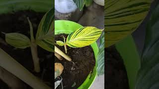 Tropical plant 🌱💚💛, #gardening #plantlife #plants  #gardeningshorts #houseplants #growingplants