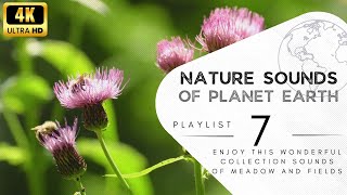 1 hours of pleasant natural sounds - the sounds of the field, buzzing of bees in the summer grasses