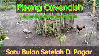 Cara Efektif Dan Sederhana,Pisang Cavendis Di Pagar