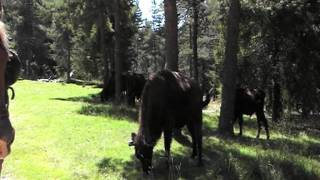 Bisons d'Europe en Lozère - 48