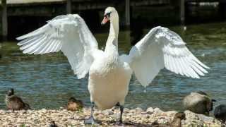 Slimbridge 2015