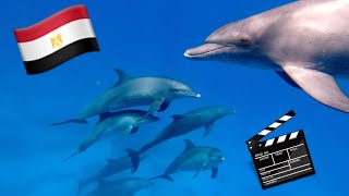 🐬 Amazing dolfin scuba dive 🐬 Hurghada, Egypt Red Sea Diving