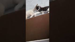 Little Funny Ragdoll Kittens #cats #kitten #cat #shorts #short #funny #funniest