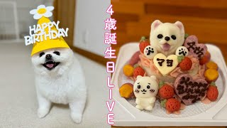 ㊗️４歳の誕生日記念／生マヨLIVE