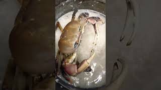 Palaban Na Crab #crab #funnyshorts #giantcrab #survivor #trending #viralvideo