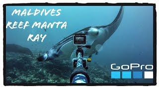 Freediving Reef Manta Ray | A Freedive4U Short