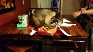 Tommy the monkey opening christmas presents