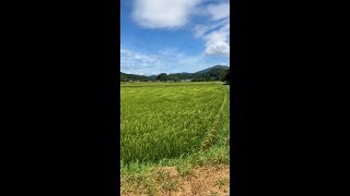 Healing Stream_yamaguchi〜風の通り道_ver1〜