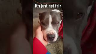 (to be this cute) pitbull dog wants pets and love all day #pitbulls #bully #affection #cute #petting