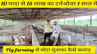 10 मादा से 15 लाख का टर्नओवर 1 साल में Pig farming से मोटा मुनाफा कैसे कमाए। Pig farm Rajasthan #nlm