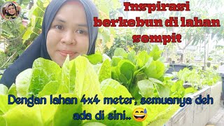 Sukses berkebun di lahan sempit||inspirasi berkebun di pekarangan rumah