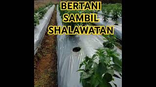 BERTANI SAMBIL SHALAWATAN #Shalawat Nadia