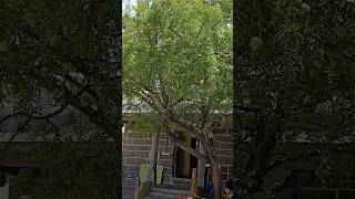 kanjipuram temple tree