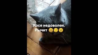 Котэ Кося недоволен #коты