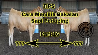 Part 16 Cara Memilih Bakalan Sapi Pedaging || Biar Makin Untung ‼️