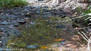 Mink running up stream bank on PA Wildlife Cam 1 8/30/2024