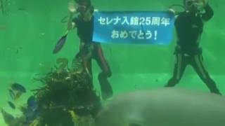 2012年4月15日　鳥羽水族館　祝　セレナ入館25周年