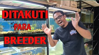 DOWN GRADE PADA IKAN GUPPY - APA PENYEBABNYA?