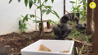 Silkie Chickens - 1 month old