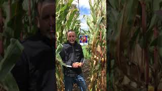 A Versatile Grain or Silage Hybrid in Ontario