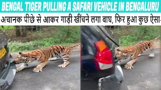 Tiger started pulling the car from behind | टाइगर ने 1 8 टन सफारी जीप को दांतो से खींचा