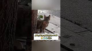 قاعد مريح ف امان الله-فجأه: 😂