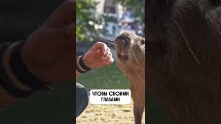 Капибары в Московском зоопарке открыли купальный сезон!