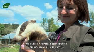 Ведмеді, олені, козулі та борсуки: як лісівники Буковини турбують про звірів