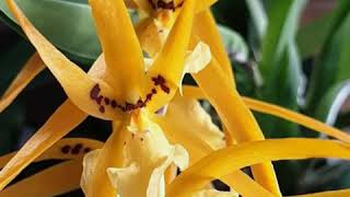 British Orchid Council