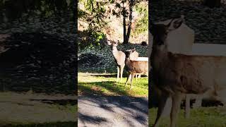 Friendly Deer 🦌  in the neighborhood #deer #shorts