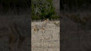 Coyote gets CLOSE! #foxpro #coyote #hunting #shorts