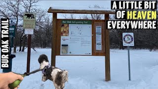 Winter Hiking | Bur Oak Self-guiding Trail | Birsdhill | Manitoba, Canada | Virtual Walk in 4K