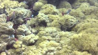 Nusa Lembongan Drift Dive 8