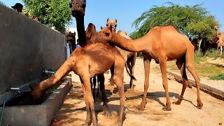 Camel Drinks Water in an Interesting Way In The Middle of the Desert | Wild Animal