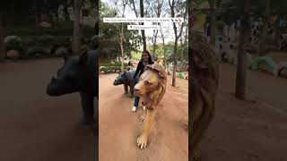 Panchatantra Park is an animal-themed park mainly for children  - #viral #shorts #trendingshorts