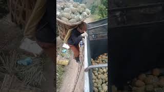 Carrying 200kg Pineapples and Climbing #pineapple