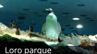 Loro parque 2013 slowmotion pinguin