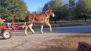 Belgian Mule