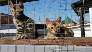 Учимся гулять! Бенгальские котята! #bengalcat