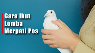 Cara Ikuti Lomba Merpati Pos