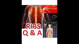 Q & A "Why God Used A Rib To Make Eve" Rib Regeneration (Part 1)