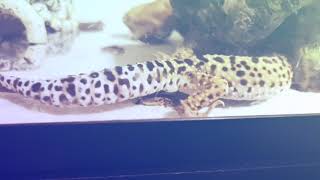 Leopard Gecko on the Hunt