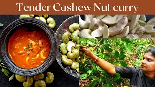 Tender cashew nut curry |how to clean tender cashew nut |Tender cashew recipe |South Indian Special