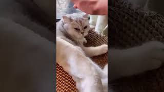 🐱"Cats in Action"😍#cats #adorable #short