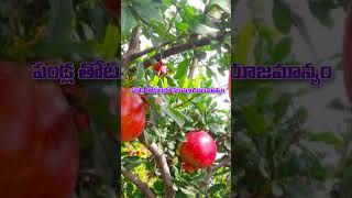 పండ్ల తోటలలో కలుపు యాజమాన్యం Integrated Weed Management in orchards II PJTSAU II